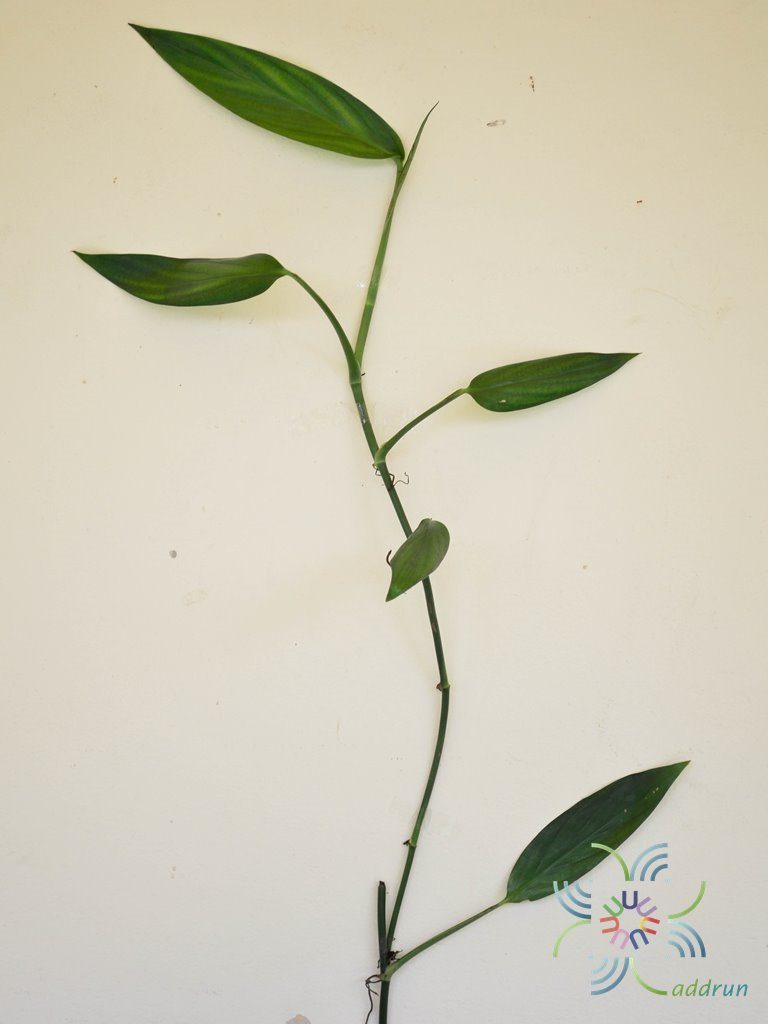 ฟิโลเดนดรอน ใบพาย #2 Philodendron sp.