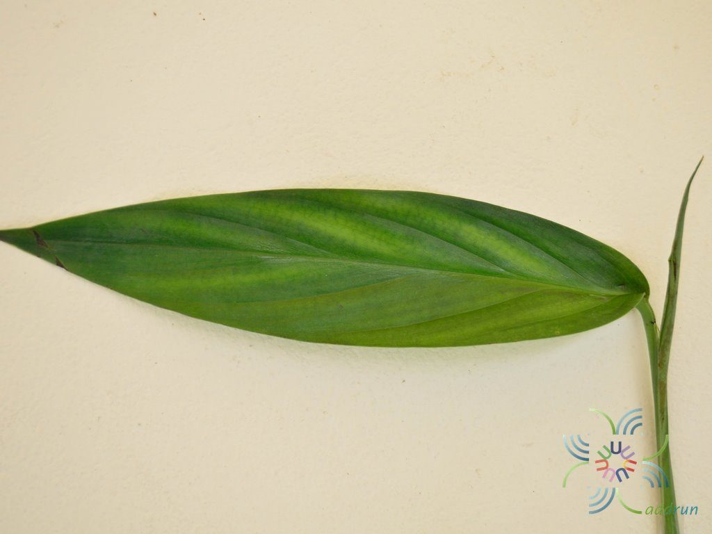 ฟิโลเดนดรอน ใบพาย #2 Philodendron sp.