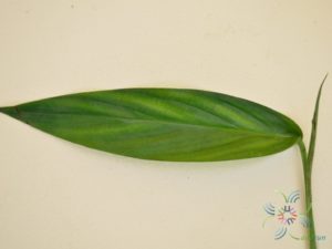 ฟิโลเดนดรอน ใบพาย #2 Philodendron sp.