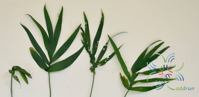 ฟิโลเดนดรอน มือเสือ Philodendron sp.