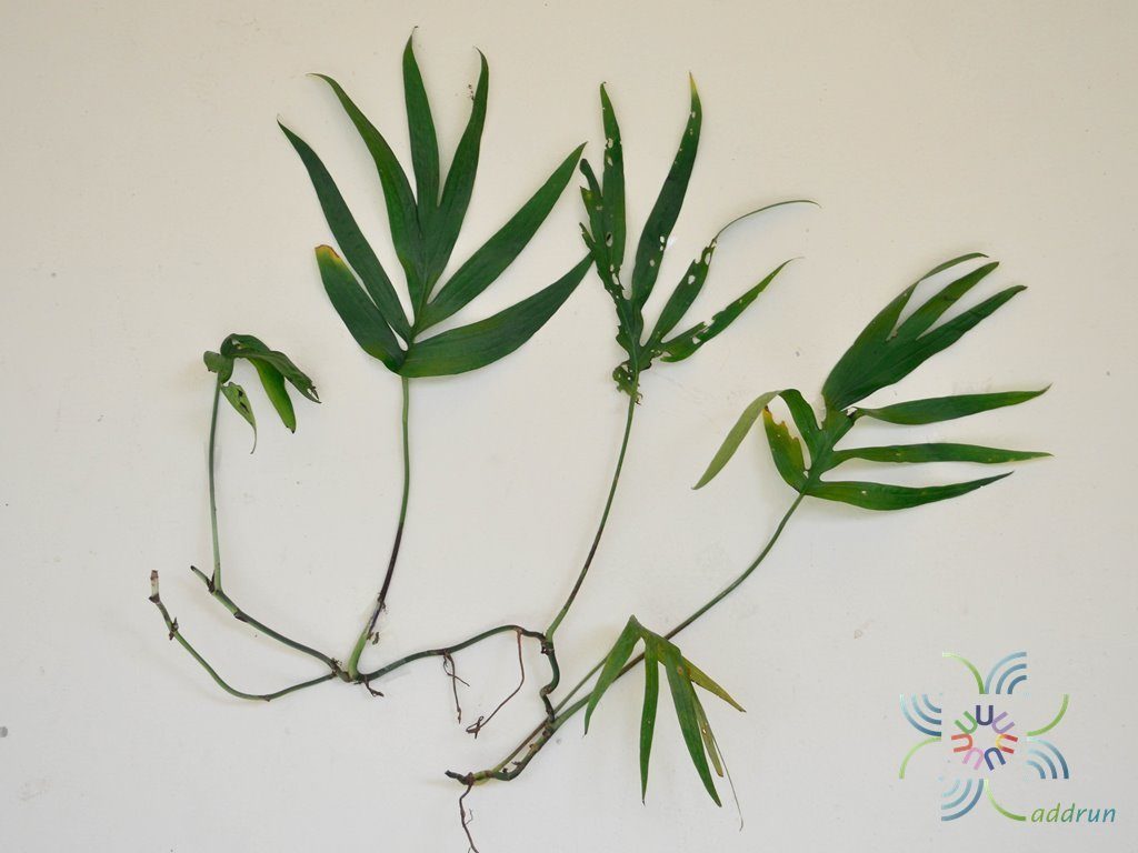 ฟิโลเดนดรอน มือเสือ Philodendron sp.
