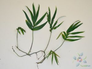 ฟิโลเดนดรอน มือเสือ Philodendron sp.