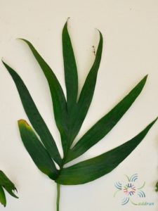 ฟิโลเดนดรอน มือเสือ Philodendron sp.