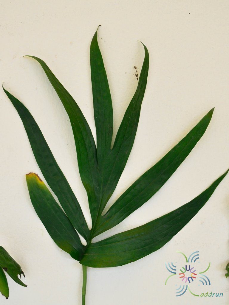 ฟิโลเดนดรอน มือเสือ Philodendron sp.