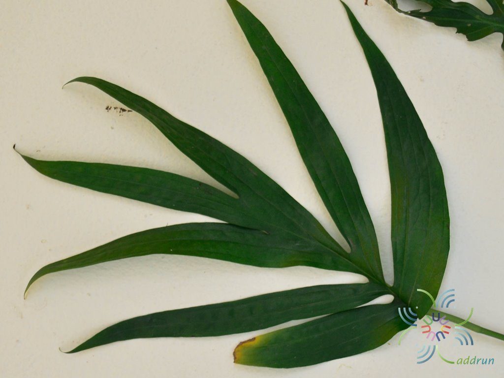 ฟิโลเดนดรอน มือเสือ Philodendron sp.