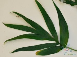 ฟิโลเดนดรอน มือเสือ Philodendron sp.