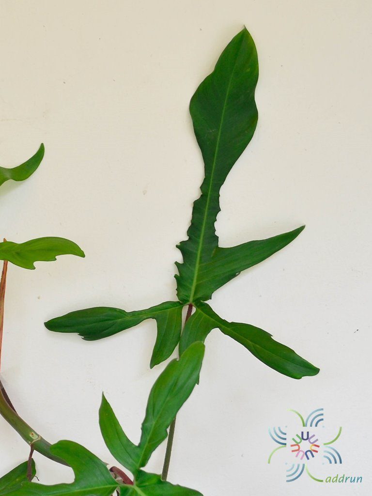 ฟิโลเดนดรอน ก้ามกุ้ง Philodendron pedatum