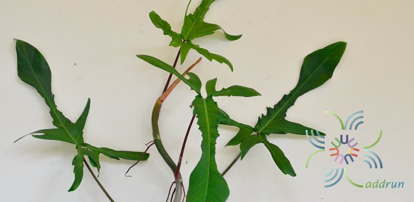 ฟิโลเดนดรอน ก้ามกุ้ง Philodendron pedatum