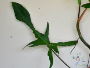ฟิโลเดนดรอน ก้ามกุ้ง Philodendron pedatum