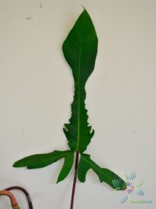 ฟิโลเดนดรอน ก้ามกุ้ง Philodendron pedatum