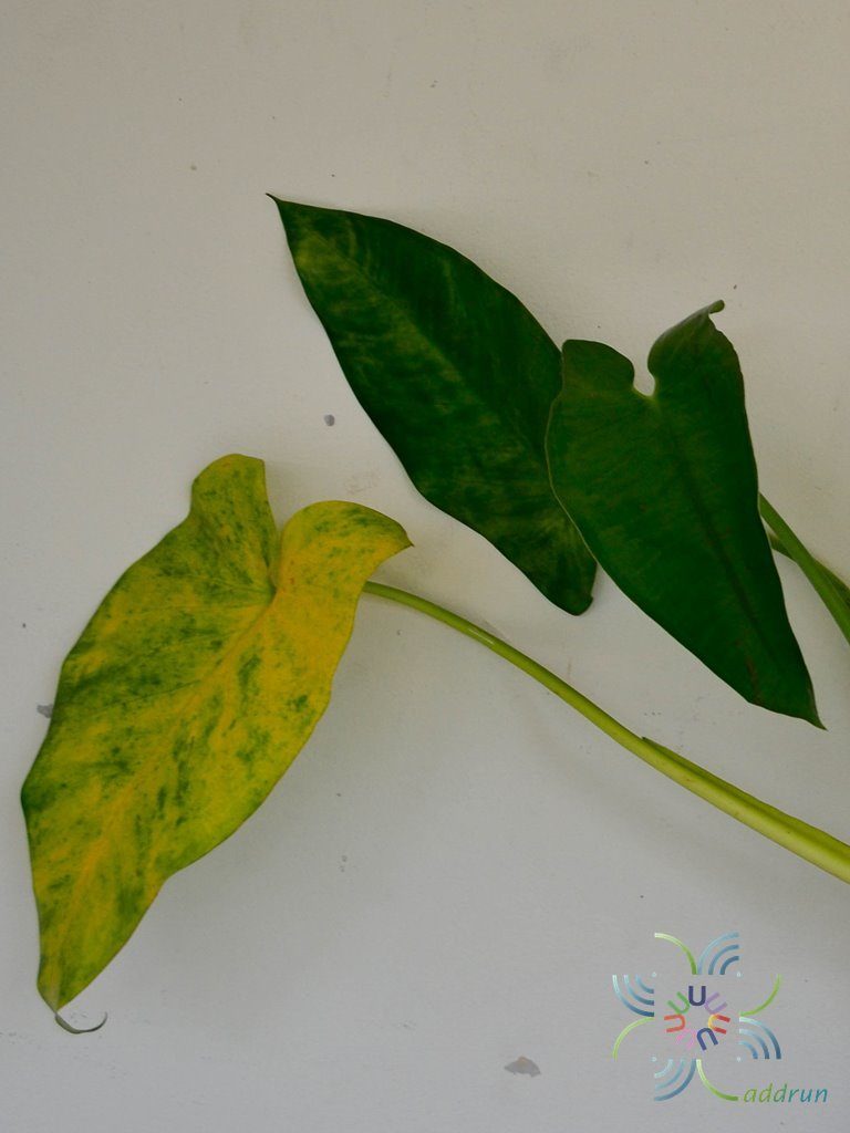 ฟิโลเดนดรอน พันธุ์ต่างประเทศ Philodendron sp.