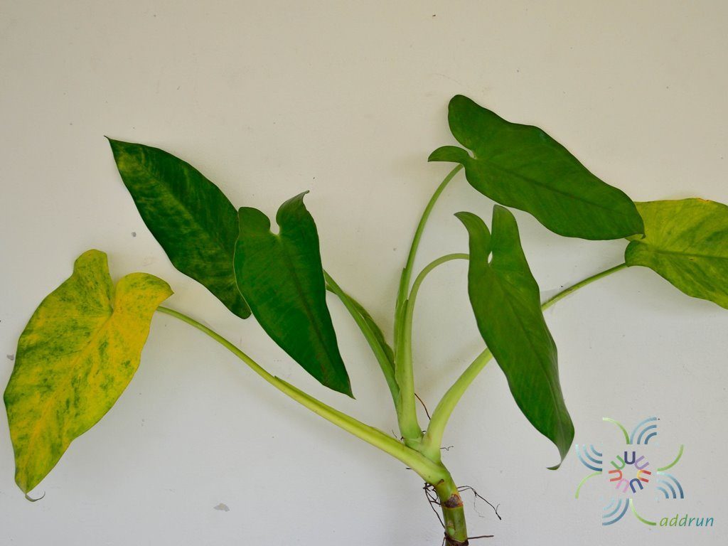 ฟิโลเดนดรอน พันธุ์ต่างประเทศ Philodendron sp.