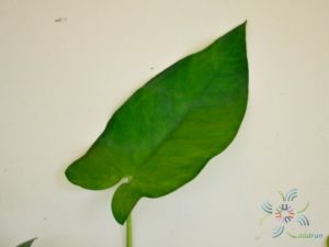 ฟิโลเดนดรอน พันธุ์ต่างประเทศ Philodendron sp.