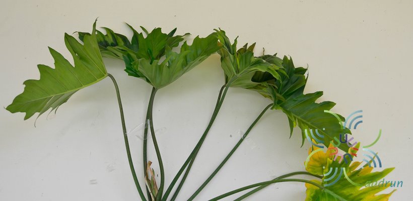 ฟิโลเดนดรอน พลูสามเหลี่ยม Philodendron sp.