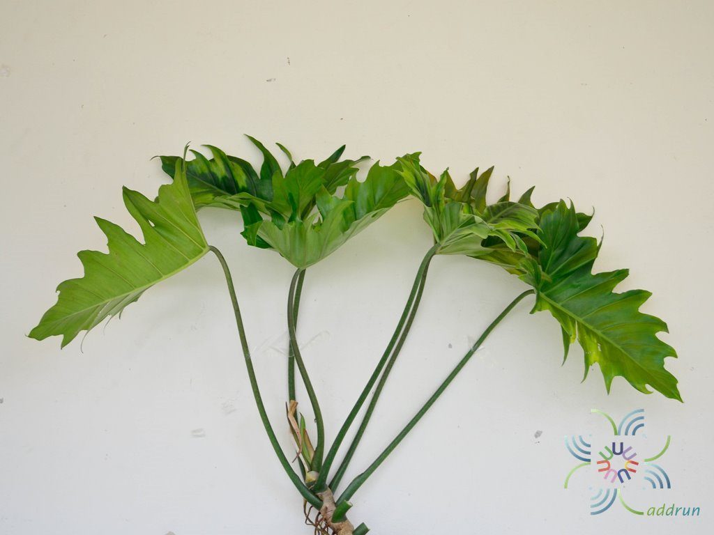 ฟิโลเดนดรอน พลูสามเหลี่ยม Philodendron sp.