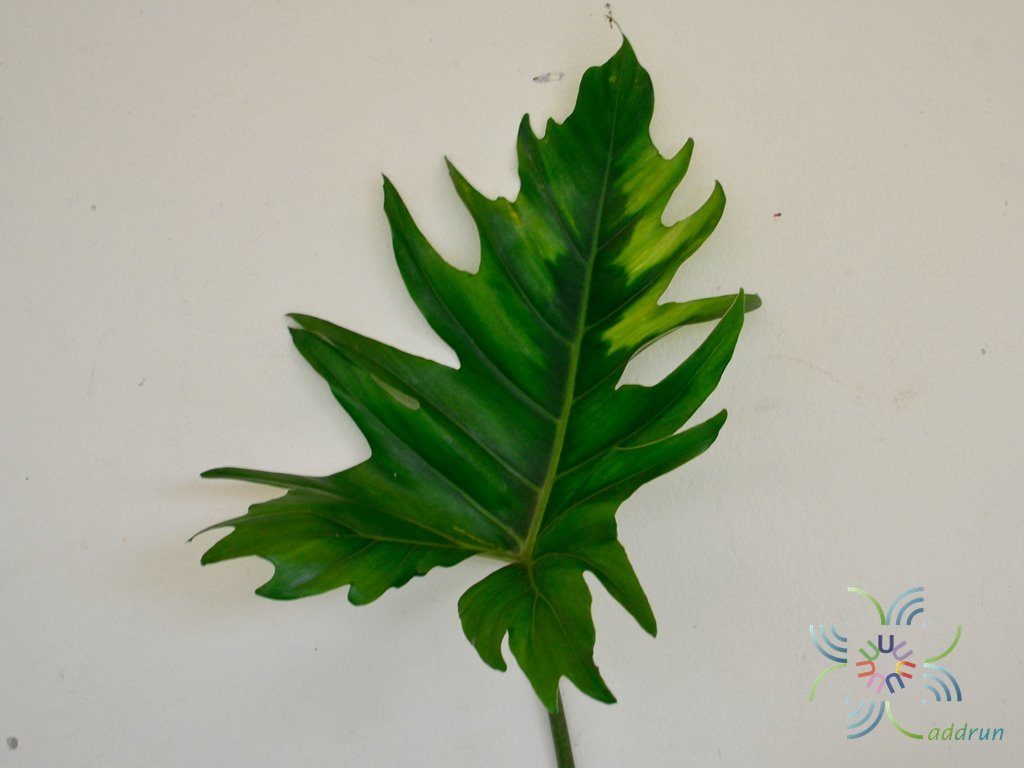 ฟิโลเดนดรอน พลูสามเหลี่ยม Philodendron sp.