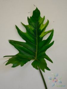 ฟิโลเดนดรอน พลูสามเหลี่ยม Philodendron sp.