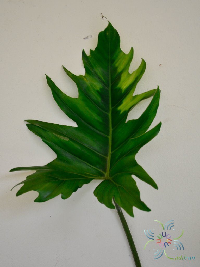 ฟิโลเดนดรอน พลูสามเหลี่ยม Philodendron sp.
