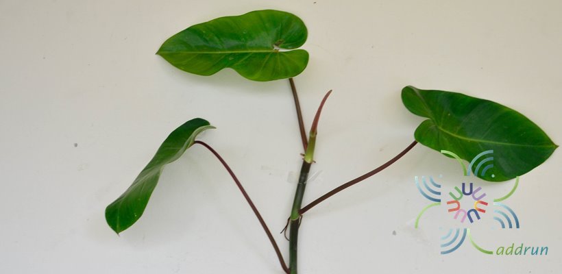 ฟิโลเดนดรอน มรกตเขียว Philodendron erubescens K.Koch & Augustin.