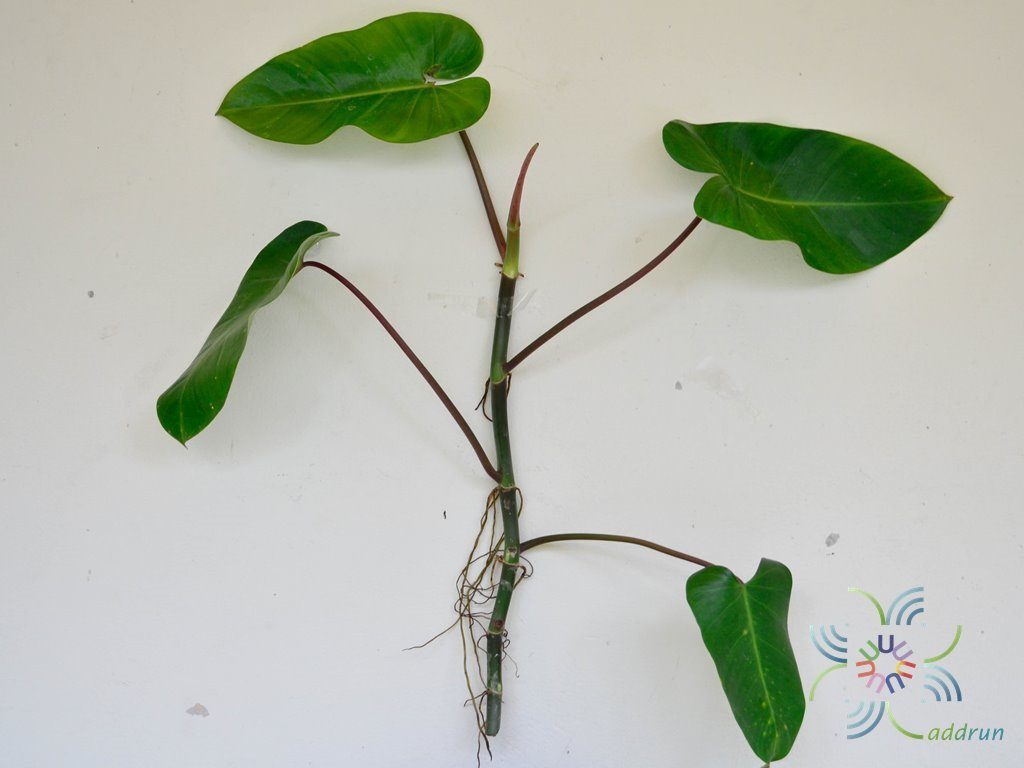 ฟิโลเดนดรอน มรกตเขียว Philodendron erubescens K.Koch & Augustin.