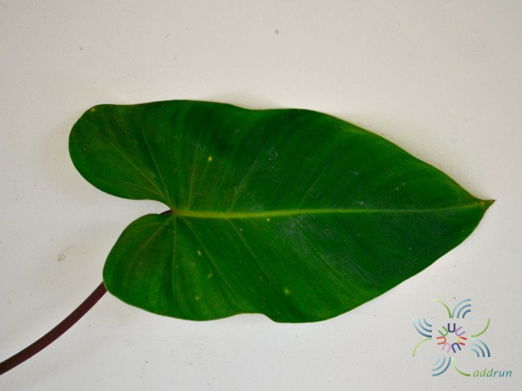 ฟิโลเดนดรอน มรกตเขียว Philodendron erubescens K.Koch & Augustin.