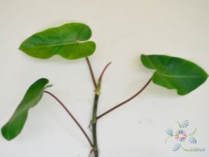 ฟิโลเดนดรอน มรกตเขียว Philodendron erubescens K.Koch & Augustin.