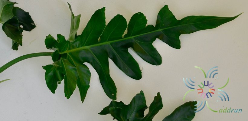ฟิโลเดนดรอน ซีลอม Philodendron bipinnatifidum