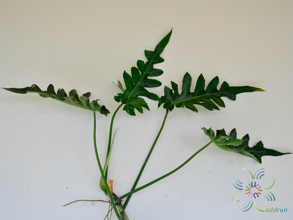 ฟิโลเดนดรอน ซีลอม Philodendron bipinnatifidum