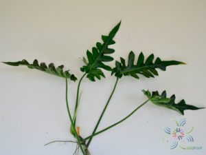 ฟิโลเดนดรอน ซีลอม Philodendron bipinnatifidum