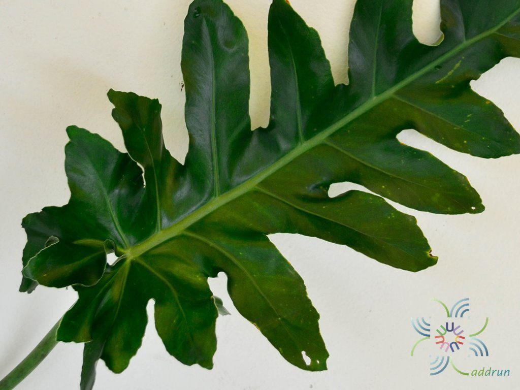 ฟิโลเดนดรอน ซีลอม Philodendron bipinnatifidum