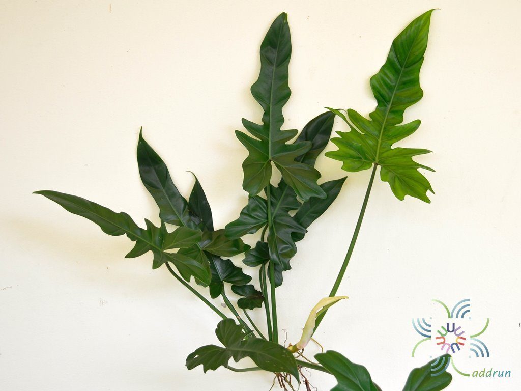 ฟิโลเดนดรอน ลูกผสม #2 Philodendron sp.
