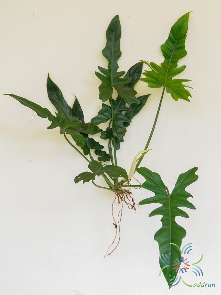 ฟิโลเดนดรอน ลูกผสม #2 Philodendron sp.