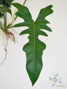 ฟิโลเดนดรอน ลูกผสม #2 Philodendron sp.