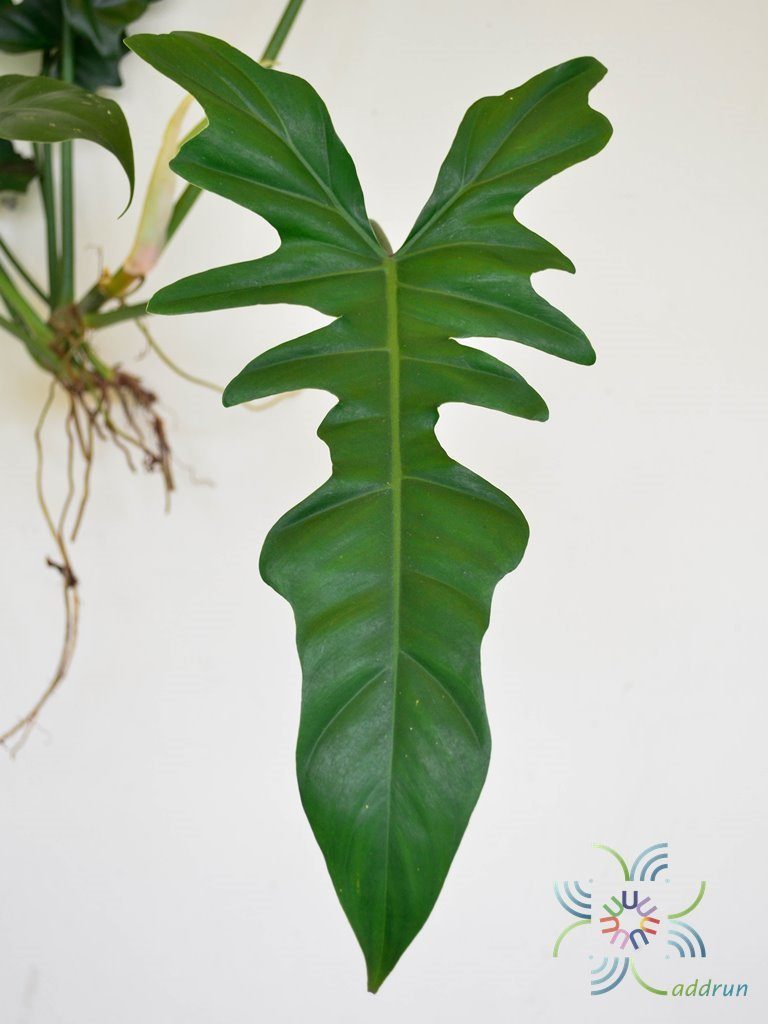 ฟิโลเดนดรอน ลูกผสม #2 Philodendron sp.