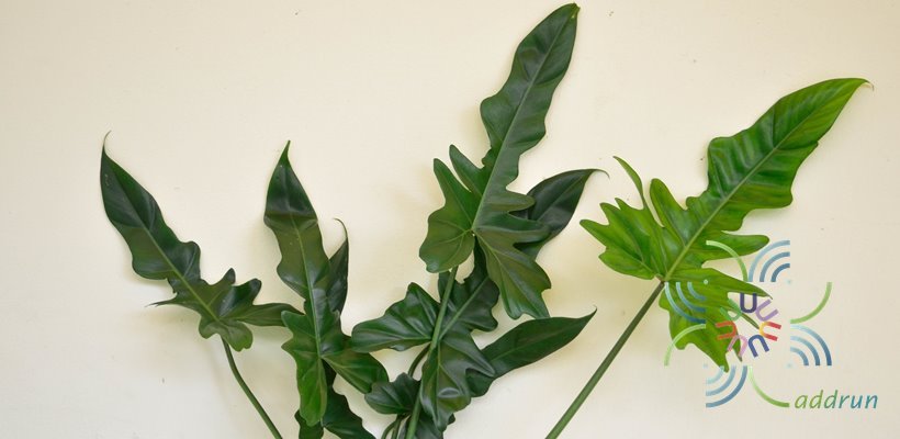 ฟิโลเดนดรอน ลูกผสม #2 Philodendron sp.