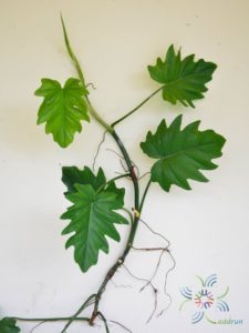 ฟิโลเดนดรอน ใบองุ่น Philodendron sp.