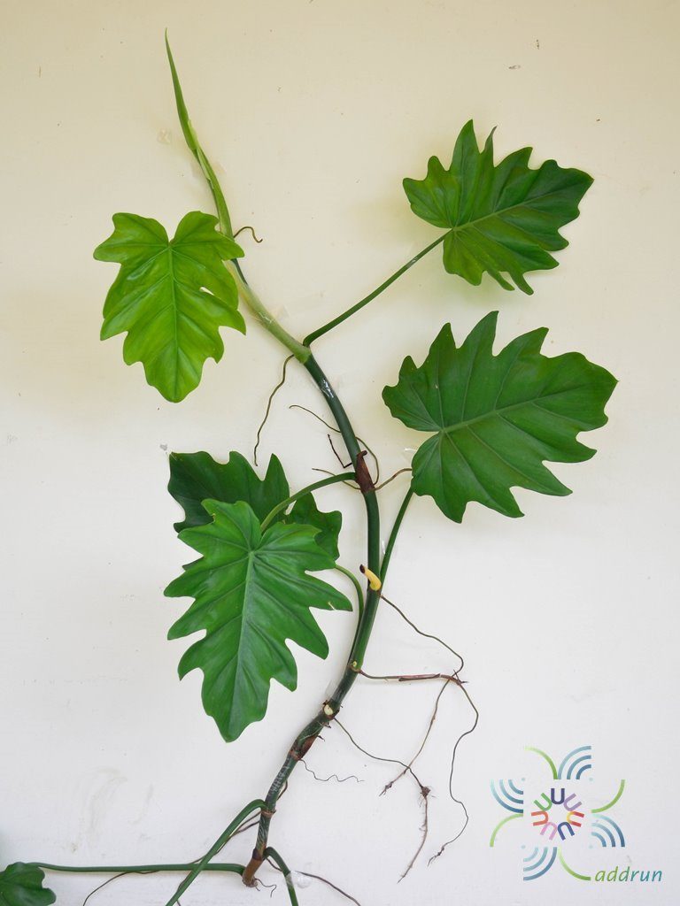 ฟิโลเดนดรอน ใบองุ่น Philodendron sp.