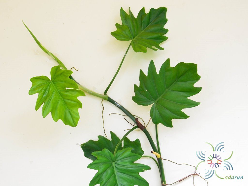 ฟิโลเดนดรอน ใบองุ่น Philodendron sp.
