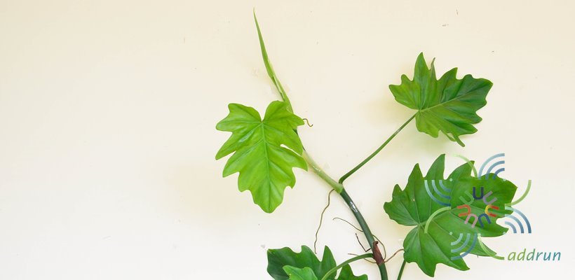 ฟิโลเดนดรอน ใบองุ่น Philodendron sp.