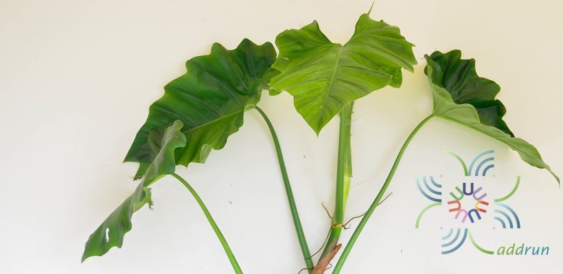 ฟิโลเดนดรอน หูช้าง Philodendron sp.