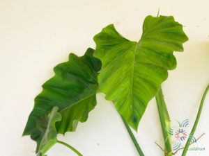 ฟิโลเดนดรอน หูช้าง Philodendron sp.
