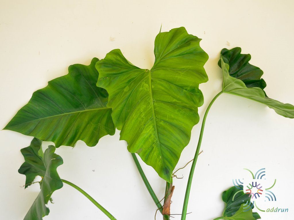 ฟิโลเดนดรอน หูช้าง Philodendron sp.