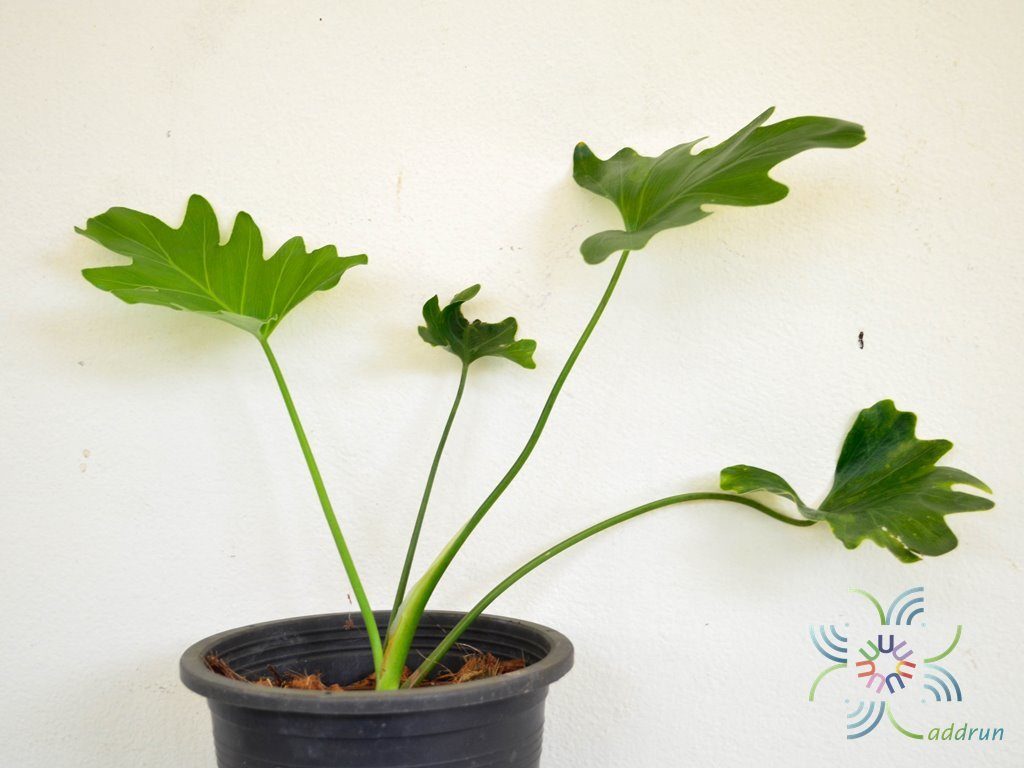 ฟิโลเดนดรอน ซานาดูใบสั้น #2 Philodendron xanadu