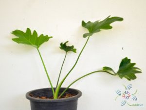 ฟิโลเดนดรอน ซานาดูใบสั้น #2 Philodendron xanadu