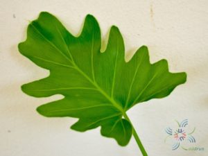 ฟิโลเดนดรอน ซานาดูใบสั้น #2 Philodendron xanadu