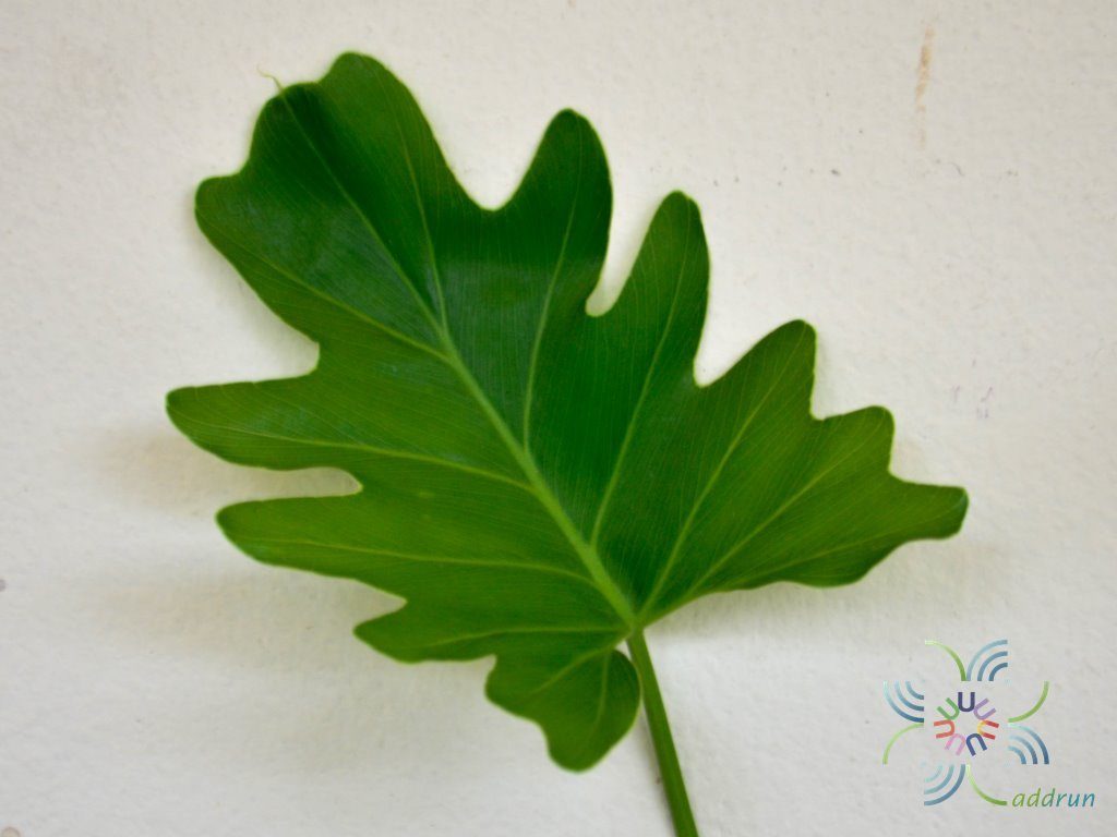 ฟิโลเดนดรอน ซานาดูใบสั้น #2 Philodendron xanadu