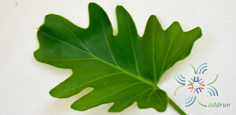 ฟิโลเดนดรอน ซานาดูใบสั้น #2 Philodendron xanadu