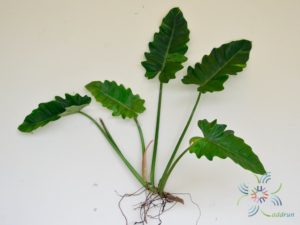 ฟิโลเดนดรอน พลูจีบลูกผสม Philodendron sp.