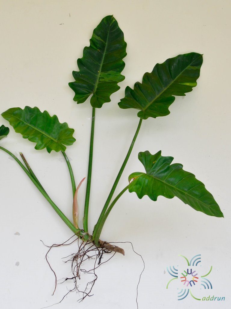 ฟิโลเดนดรอน พลูจีบลูกผสม Philodendron sp.