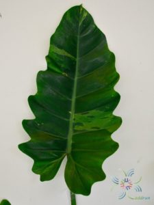 ฟิโลเดนดรอน พลูจีบลูกผสม Philodendron sp.